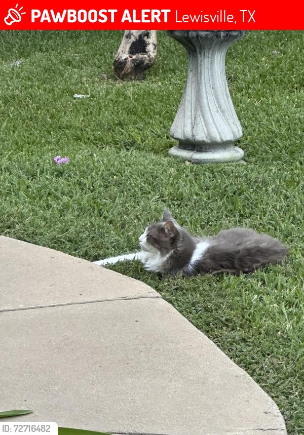 Lost Female Cat last seen Garden Ridge and Chisolm Trail (west side), Lewisville, TX 75077
