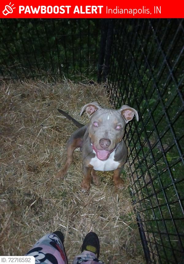 Lost Male Dog last seen 10th street and Rural St, Indianapolis, IN 46201