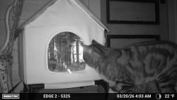 Found/Stray Unknown Cat last seen Averill Park high School , Averill Park, NY 12018