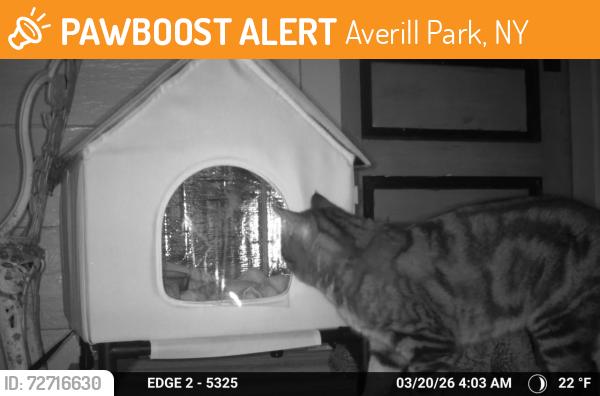 Found/Stray Unknown Cat last seen Averill Park high School , Averill Park, NY 12018