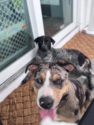 Found/Stray Female Dog last seen 29th street sw Lehigh acres FL, Lehigh Acres, FL 33976