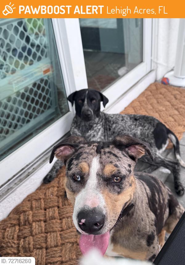 Found/Stray Female Dog last seen 29th street sw Lehigh acres FL, Lehigh Acres, FL 33976
