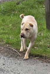Found/Stray Unknown Dog last seen Whitehall Ln SE, Thurston County, WA 98501