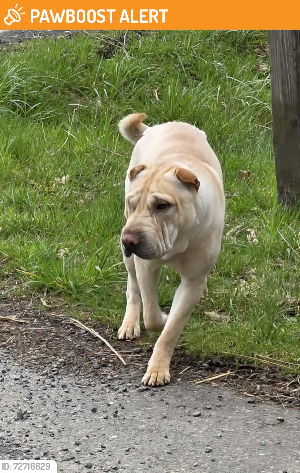 Found/Stray Unknown Dog last seen Whitehall Ln SE, Thurston County, WA 98501