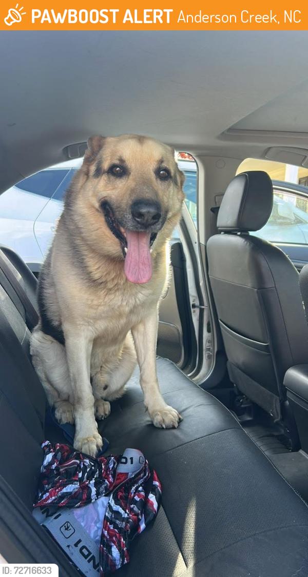 Found/Stray Male Dog last seen Advance Dr , Anderson Creek, NC 28390