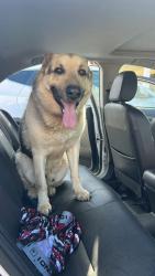Found/Stray Male Dog last seen Advance Dr , Anderson Creek, NC 28390