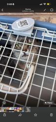Found/Stray Female Cat last seen Betel, El Paso, TX 79907