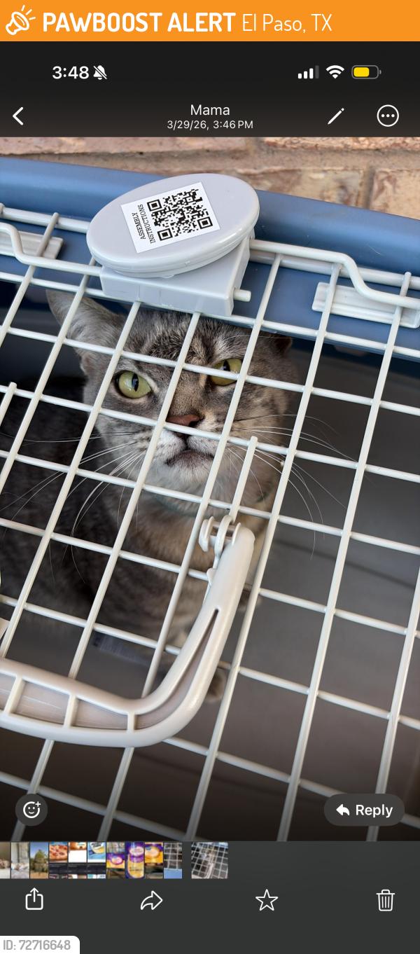 Found/Stray Female Cat last seen Betel, El Paso, TX 79907
