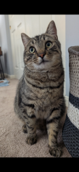 Lost Male Cat last seen Senour Dr , West Chester Township, OH 45069