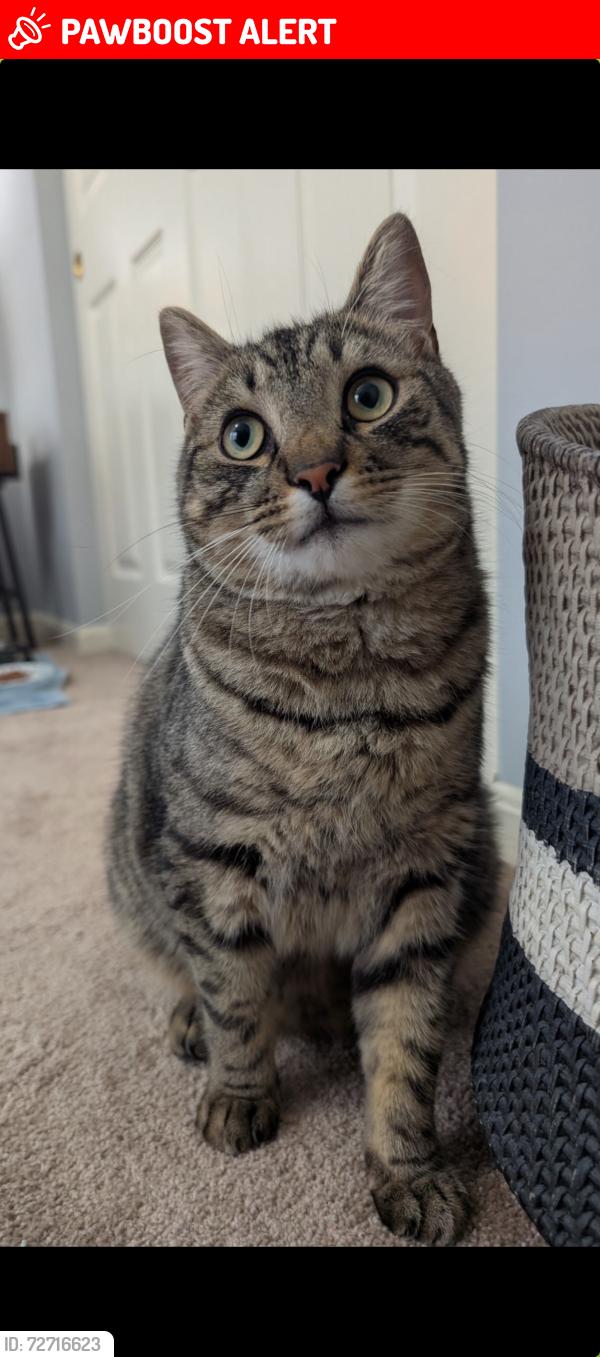 Lost Male Cat last seen Senour Dr , West Chester Township, OH 45069
