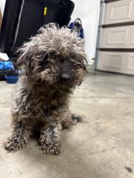 Found/Stray Unknown Dog last seen Palm View park WEST COVINA CA, West Covina, CA 91790