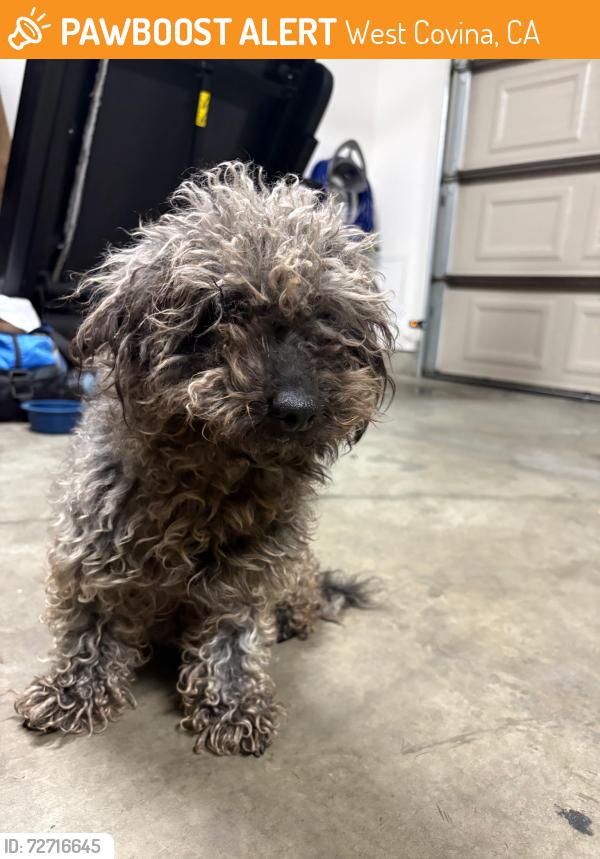 Found/Stray Unknown Dog last seen Palm View park WEST COVINA CA, West Covina, CA 91790