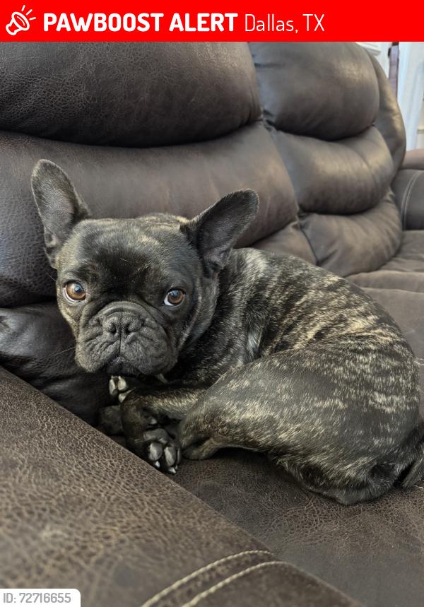 Lost Female Dog last seen Cockrellhill, Dallas, TX 75211