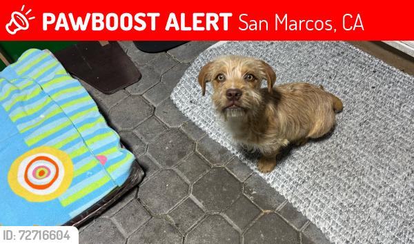 Lost Male Dog last seen Rancho Santa Fe san marcos, San Marcos, CA 92078