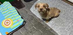 Lost Male Dog last seen Rancho Santa Fe san marcos, San Marcos, CA 92078
