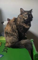 Lost Female Cat last seen Lannerton road/ bird river road , Middle River, MD 21220
