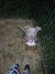 Lost Male Dog last seen Near n Parker ave , Indianapolis, IN 46201