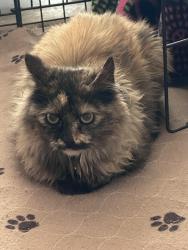 Found/Stray Unknown Cat last seen Thornton pkwy and Washington St. , Thornton, CO 80221