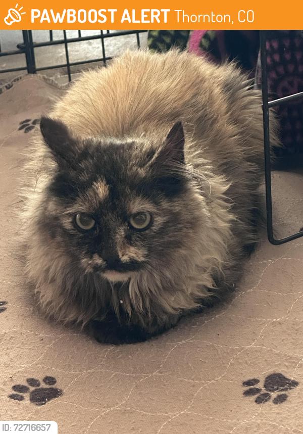 Found/Stray Unknown Cat last seen Thornton pkwy and Washington St. , Thornton, CO 80221
