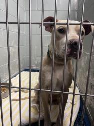 Found/Stray Male Dog last seen Shallowford and Standifer Gap Road, Chattanooga, TN 37421