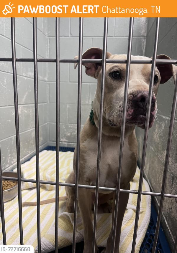 Found/Stray Male Dog last seen Shallowford and Standifer Gap Road, Chattanooga, TN 37421