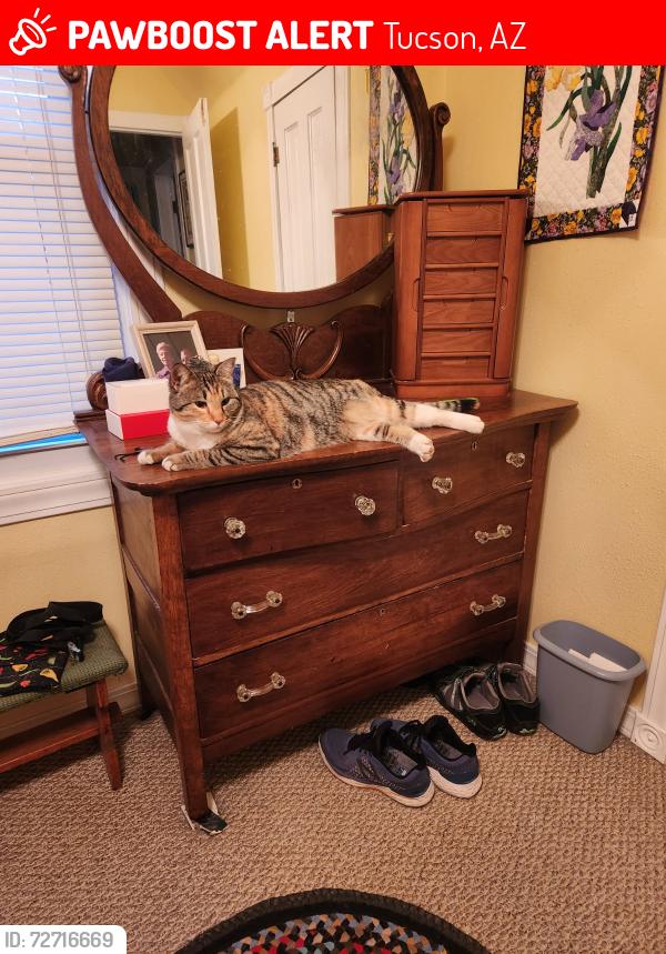 Lost Female Cat last seen Golflinks&Pantano , Tucson, AZ 85710