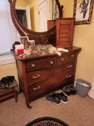 Lost Female Cat last seen Golflinks&Pantano , Tucson, AZ 85710