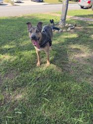 Found/Stray Male Dog last seen Latchford & Gale, Hacienda Heights, CA 91745