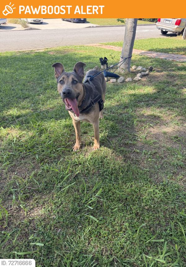 Found/Stray Male Dog last seen Latchford & Gale, Hacienda Heights, CA 91745