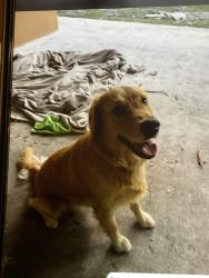 Lost Female Dog last seen Fort pierce , Fort Pierce, FL 34982
