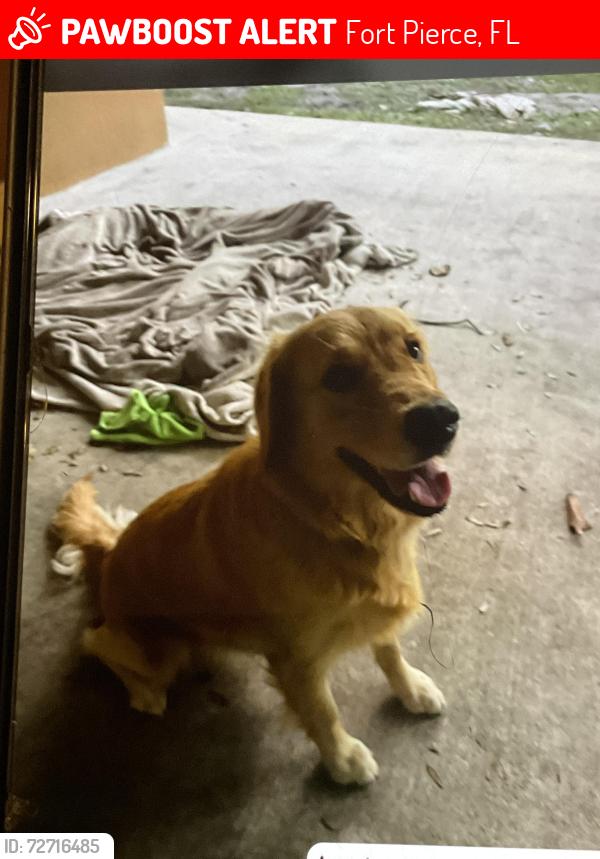 Lost Female Dog last seen Fort pierce , Fort Pierce, FL 34982