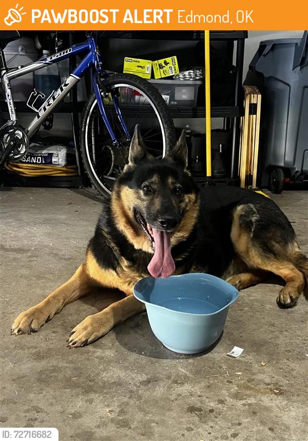 Found/Stray Female Dog last seen Near & Penn in Seminole Point, Edmond, OK 73013