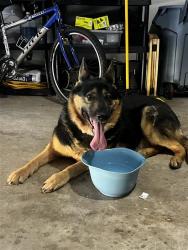 Found/Stray Female Dog last seen Near & Penn in Seminole Point, Edmond, OK 73013