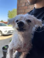 Found/Stray Male Dog last seen Magellan Ln and Frontera, Grand Prairie, TX 75054
