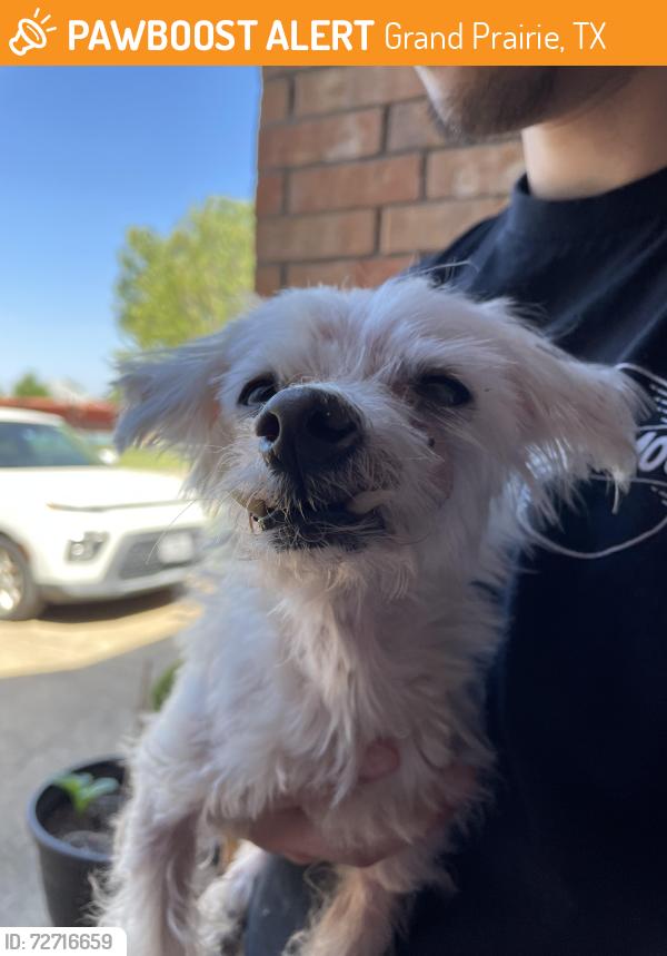 Found/Stray Male Dog last seen Magellan Ln and Frontera, Grand Prairie, TX 75054