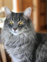 Lost Female Cat last seen Munn rd, Monson, MA 01057