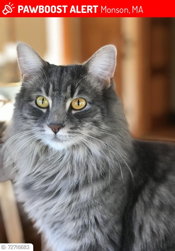 Lost Female Cat last seen Munn rd, Monson, MA 01057