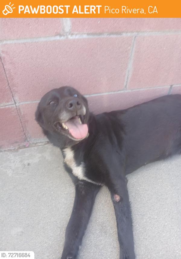 Found/Stray Female Dog last seen Walmart supercenter in Pico Rivera, Pico Rivera, CA 90660