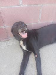 Found/Stray Female Dog last seen Walmart supercenter in Pico Rivera, Pico Rivera, CA 90660