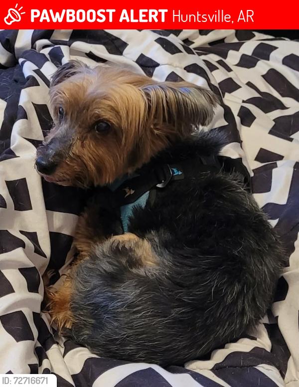 Lost Male Dog last seen Near CR 720, Dry Fork, AR outside my parents house, Huntsville, AR 72740