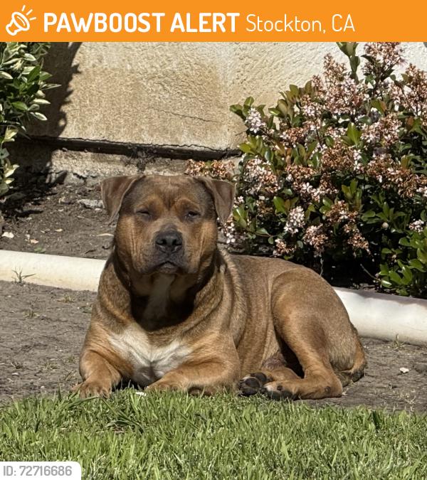 Found/Stray Unknown Dog last seen Montauban and Korbel, Stockton , Stockton, CA 95210