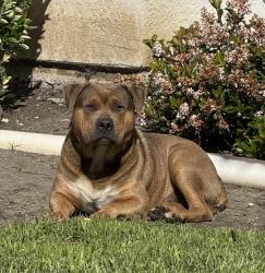 Found/Stray Unknown Dog last seen Montauban and Korbel, Stockton , Stockton, CA 95210