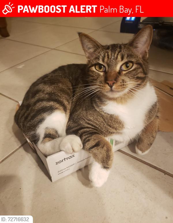 Lost Male Cat last seen Charlotta ave SE, Palm Bay FL, Palm Bay, FL 32909