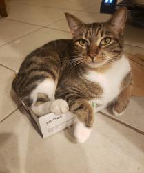 Lost Male Cat last seen Charlotta ave SE, Palm Bay FL, Palm Bay, FL 32909
