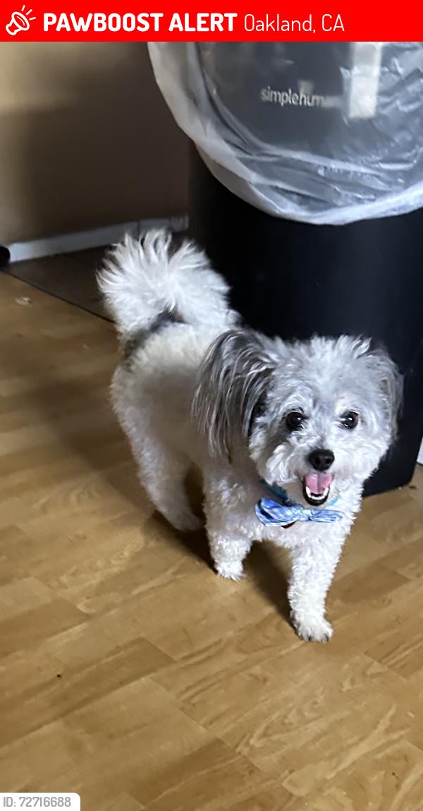Lost Male Dog last seen Octavia  st  , Oakland, CA 94619
