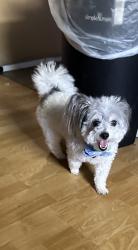 Lost Male Dog last seen Octavia  st  , Oakland, CA 94619