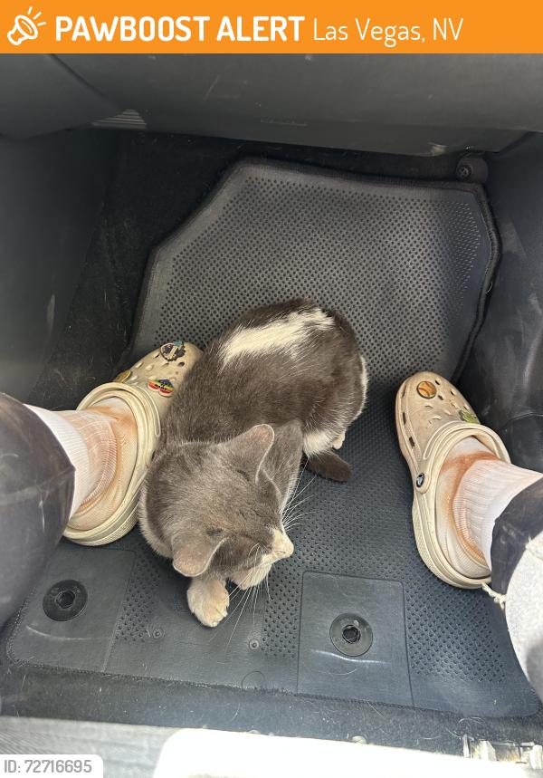 Found/Stray Male Cat last seen Sunset park, Las Vegas, NV 89120