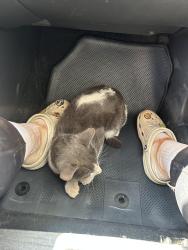 Found/Stray Male Cat last seen Sunset park, Las Vegas, NV 89120