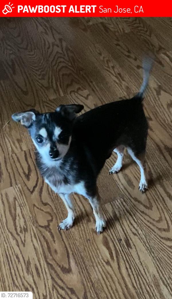 Lost Male Dog last seen Dobern Ave & penrod PL., San Jose, CA 95116