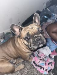 Lost Male Dog last seen SILVER SPRINGS DR, Fort Worth, TX 76123